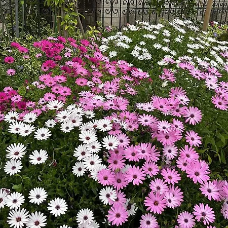 Appartement Ursic Split